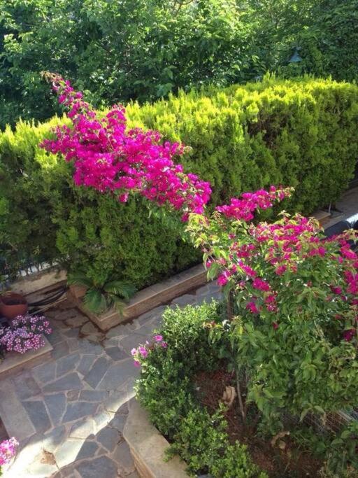 Yellow House Oropos Nea Palatia Εξωτερικό φωτογραφία